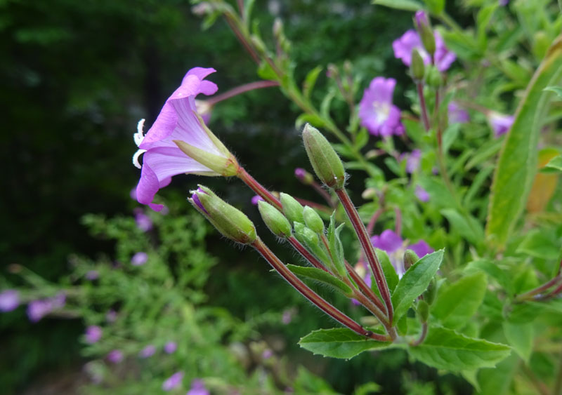 Epilobium hirsutum / Garofanino dacqua